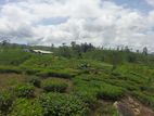 Land for Sale In Hatton