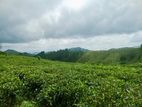 Land for sale in Hatton