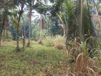 Land for Sale in Henegedara Estate, Udutuththiripitiya (SSPL-89)