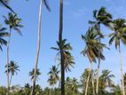 Land For Sale in Hiddiyamulla - Kuliyapitiya (SSPL-229)