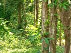 Land for sale in Higgashena Kuruwita (SSPL-250)