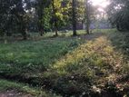 Land for Sale In Hingurakgoda