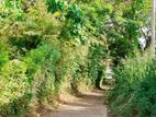 Land for Sale in Hiriketiya (dickwella ) -Code Add 801