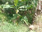 Land for Sale in Homagama