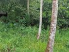 Land For Sale in Homagama
