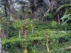 Land for Sale in Horana Bulathsinhala