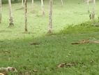 Land for Sale in Horana