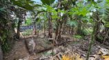Land for Sale in Horana