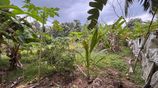 Land for Sale in Horana