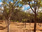 Land for Sale in Horana