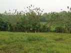 Land for sale in Horana