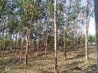 Land for Sale in Horana