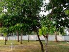 Land for Sale in Horana - Pokunuwita