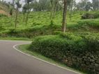 Land for Sale in ඉදල්ගස්හින්න