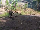 Land for Sale in Imbulgoda