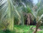 Land for sale in Ja Ela (Araliya Garden) - REF 39