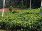 Land for Sale in Kabagamuva