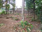 Land for Sale in Kadawatha 10 P