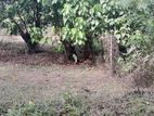 Land for sale in Kadawatha