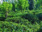 Land for sale in kadugannawa / ST 15227