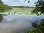 Land for Sale in Kahandamodara, Ranna