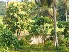Land for Sale in Kahathuduwa