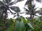 Land For Sale in Kaluaggala