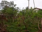 Land For Sale In Kalubowila - CL814