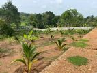 Land for Sale in Kalutara