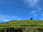 Land for sale in Kandapola_ Nuwaraeliya