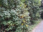 LAND FOR SALE IN KANDY DIGANA