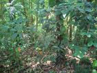 Land for Sale in Kandy