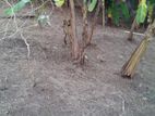 Land for sale in kandy