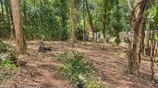 Land for Sale in Kandy
