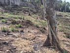 Land for sale in Kandy Gurudeniya