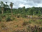 Land For Sale In Kandy Pilimatalawa