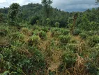 Land for Sale in Kandy Pilimatalawa