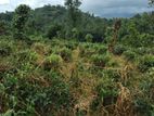 Land For Sale In Kandy Pilimatalawa