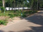 Land for Sale in Kandy Sinharagama