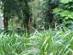 Land for Sale in Kandy (SSPL-138)