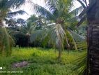 Land for sale in Karuwalagaswawa.