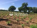 Land for Sale in Katharagama