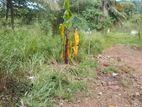 Land for Sale in Katunayake - Amandoluwa