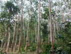 Land for Sale in Kegalle