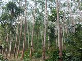 Land for Sale in Kegalle