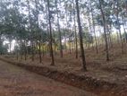 Land for Sale in Kekuladola