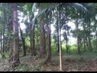 LAND FOR SALE IN KELANIYA - CL618