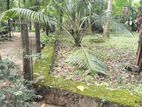 Land for Sale in Kelaniya