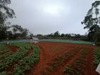 Land for Sale in Keppetipola