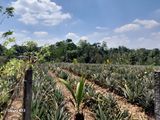 Land for Sale in Kirindiwela